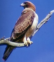 aigle botte
